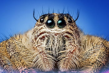 close-up photography, brown, jumping, spider, jumping spider, insect, macro, eyes, cute, animals