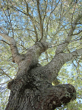 populus alba, abele, topol stříbrný, bílý topol, flóra, rostlina, kufr, kůra, poboček, botanika, druh