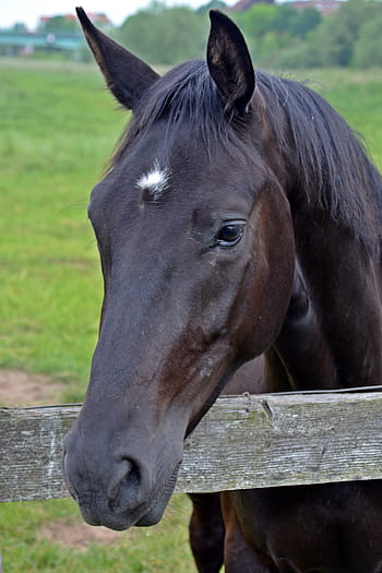 vicino, fotografia, nero, cavallo, testa di cavallo, Pferdeportrait, occhio, ritratti di animali, teste di cavallo, mondo animale, animale