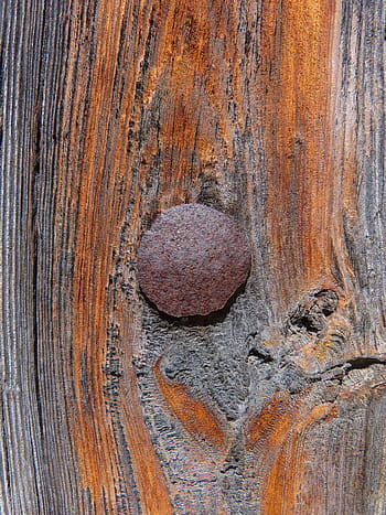 door, nail, texture, old wood, wood - Material, backgrounds, brown, old, textured, pattern, close-up