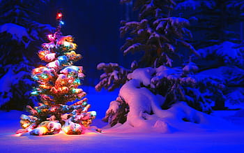 multicolored, christmas tree, white, snow, season, ice, winter, light, frost