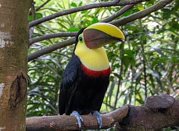 Costa Rica, Tierwelt, Natur, Regenwald, Tier, tropisch, Tukan, bunter Vogel, Papagei, Vogel