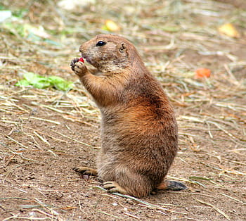 brown beaver, gophers, croissant, rodents, cynomys, squirrel related, true gophers, marmotini, dog mouse, rodent, animals
