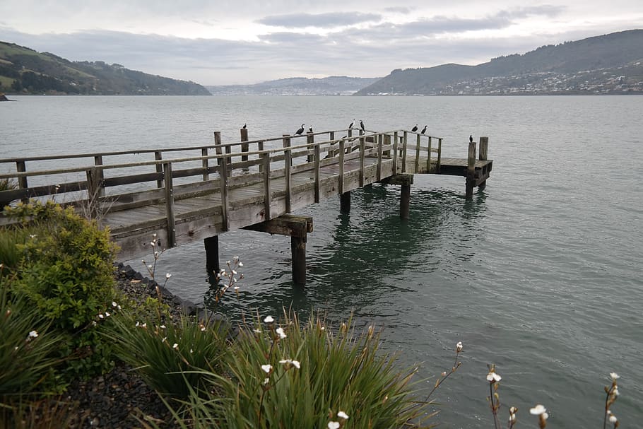 water, pier, cormorants, harbor, dunedin, otago, winter, old wooden, suburbs, hills, backgound