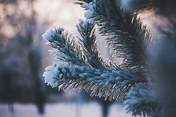 selective, focus photography, snow, coated, tree, leaves, green, leaf, plant, nature, ice