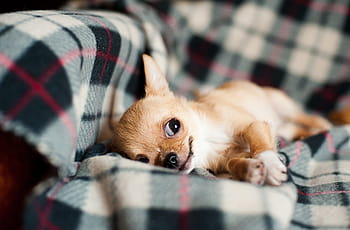 brown, chihuahua, sofa, puppy, pet, dog, animal, small, funny, canine, cute