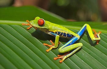 Grün, Gelb, Frosch, Blatt, Laubfrosch, rote Augen, Amphibie, Natur, bunt, ausgeflippt, klebrig