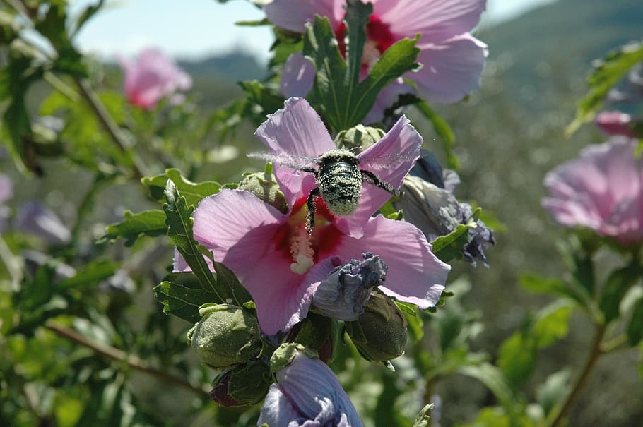 bumblebee, pollen, fertilization, animal, flowers, nature, flower