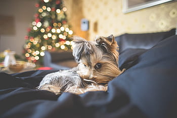 Anak Anjing, Tidak Bersalah, Lihat, Wajah, hewan, bokeh, natal, natal bokeh, malam natal, liburan natal, waktu natal