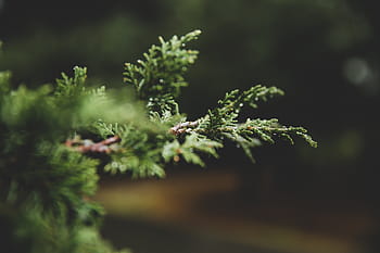 fotografování s posunem objektivu, zelená, list, selektivní, soustředit se, fotografování, strom, Příroda, stromy, poboček, listy