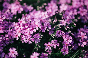 花、 開花、 春、 ピンク、 クローズアップ、 庭、 植物、 背景、 foral、 自然、 夏