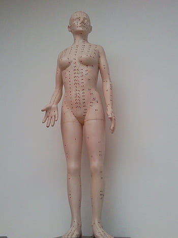 acupuncture, puppet, model, medical, doll, mannequin, body, dummy, medicine, anatomy, healthcare