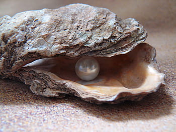 bílý, perla, shell, ústřice, světlo, moře, shell perla, Příroda, Severní moře, korálky, písek