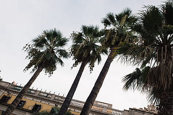 ヤシの木、 スペイン、 夏、 自然、 木、 旅行、 休暇、 地中海、 バルセロナ、 熱帯、 旅行場所
