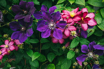花とフェンス、 フェンス、 花、 バラ、 オレンジ色のバラ、 ヴィンテージ、 庭、 植物、 自然、 夏、 紫