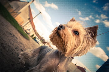 ヨークシャー、 カラフル、 空、 動物、 犬、 ペット、 テリア、 アウトドア、 かわいい、 ヨークシャーテリア、 友情