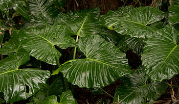 native lily, cunjevoi, alocasia brisbanensis, leaf, green, rain forest, wild, wet, rain, native, queensland