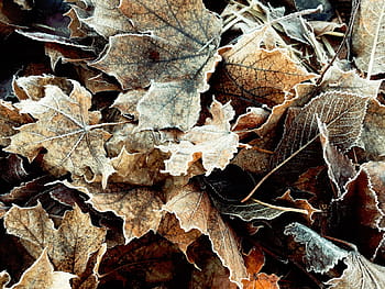 detailní, fotografie, zvadlý, javor, listy, podzim, suší se, Příroda, rostlin, hromada, list
