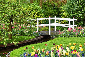 tulipány, bílý, dřevěný most, bílý most, potok, zahrada, záhon, tráva, design, zahradní design, keukenhof