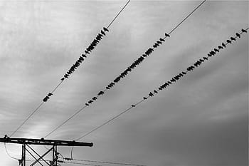 low, angle photo, silhouette, birds perching, cable, flock, black, birds, electrical, wire, daytime