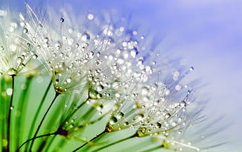 macro photography, white, dandelion flower, water droplets, dandelion, dew, nature, flower, plant, macro, water