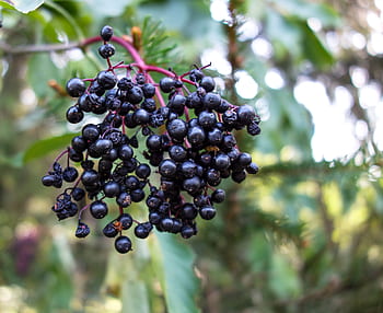 Sambuco, arbusto di sambuco, bacche di sambuco, blu, salutare, frutti di bosco, vegetariano, maturo, sambucus, cibo, pannocchia