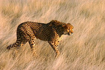 cheetah, big cat, predator, nature, africa, animal, cat, animal world, head drawing, dangerous, fast