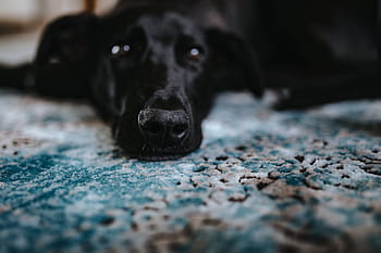 hitam, anjing, cahaya, biru, karpet, Anjing hitam, biru muda, karpet biru, hewan peliharaan, hewan, bantal