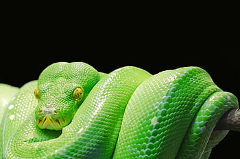 green ratsnake, green tree python, python, tree python, green, tree, snake, toxic, venomous snake, snakehead, paradise