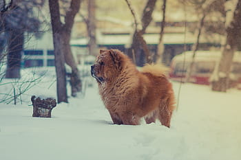 καφέ, chow chow chow dog, χιόνι, σκύλος, κατοικίδιο ζώο, ζώο, χειμώνας, κρύο, καιρός, δέντρο, ΕΞΩΤΕΡΙΚΟΥ ΧΩΡΟΥ