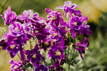 Aquilegia vulgaris, bunga, ungu, European Columbine, violet, Flora, mekar, botani, kelopak, bersifat merpati, alam
