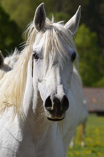 bílý kůň, zvíře, hříva, Příroda, kobyla, kůň, dom, portrét, arabs, létat, plíseň