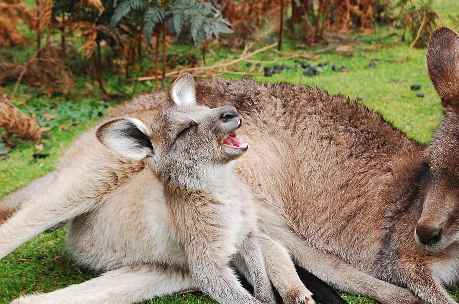 kangaro, baby kangaro, reclining, ground, kangaroo, joey, wallaby, baby, cute, pouch, mother