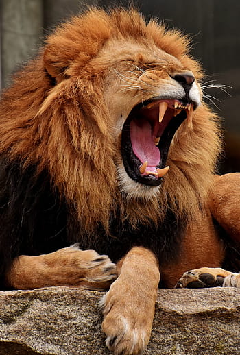 brown, black, lion, stone fragment, predator, yawn, dangerous, mane, cat, male, zoo