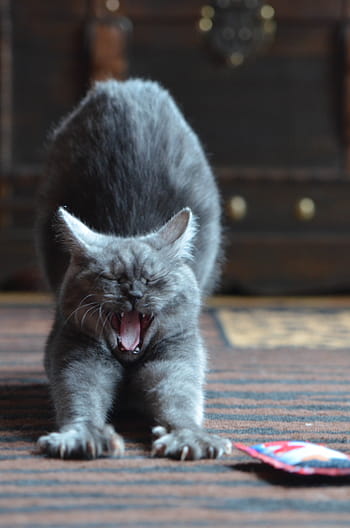 gray, cat, brown, black, area rug, yawning, breed cat, yawn, sweet