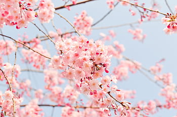 macro shot photography, cherry, blossoms, natural, plant, flowers, japan, spring, pink, spring flowers, flower