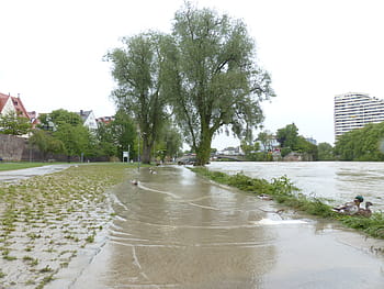 dva zelené stromy, vysoká voda, Dunaj, ulm, silnice, říční nivy, městský park, zaplaveny, zamčené, poškození, povodňových škod