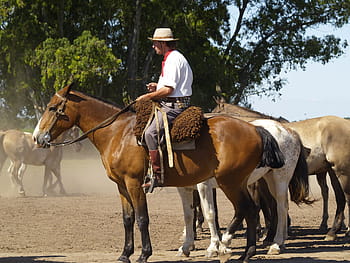 man, riding, horse, green, tree, Horses, Argentina, Gaucho, Animal, stallion, wild