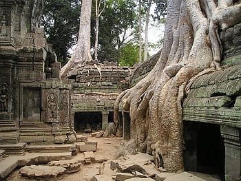 hnědý, kmen stromu, Šedá, kamenná struktura, angkor, jíst, Kambodža, zarostlý, džungle, chrám, strom