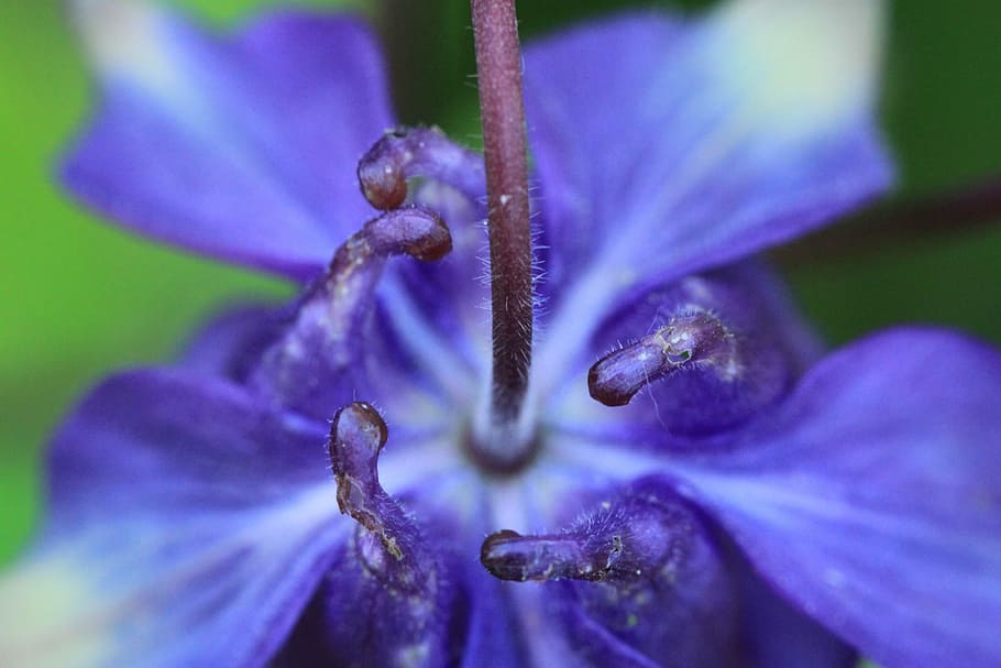 globe flower, columbine, hahnenfußgewächs, blossom, bloom, flower, flora, nature, garden, plant, flowers
