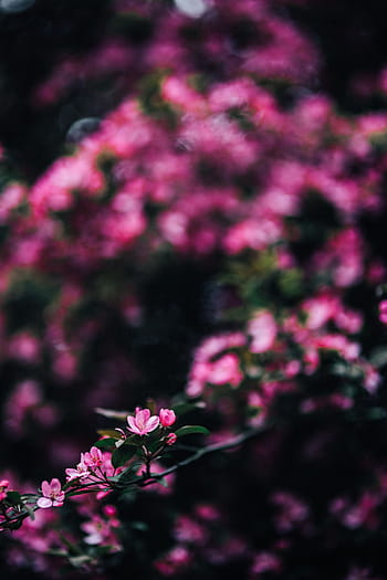 encantador, rosa, flores, floreciente, ramas de los árboles, árbol, ramas, copia espacio, primavera, flor, naturaleza