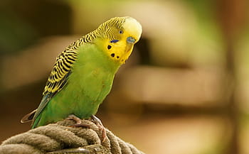 superficiale, fotografia a fuoco, verde, giallo, parrocchetto, messa a fuoco superficiale, fotografia, pappagallino, uccelli, piuma, piume