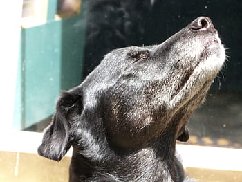 black labrador retriever, dog, sniffing, animal, pet, canine, cute, puppy, mammal, doggy, domestic