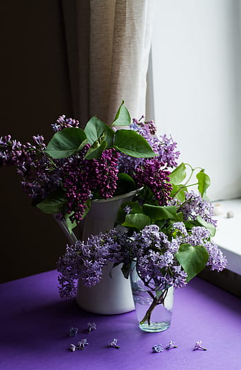 purple, flowers, glass vases, flower, bloom, blossom, green, leaf, nature, vase, petals