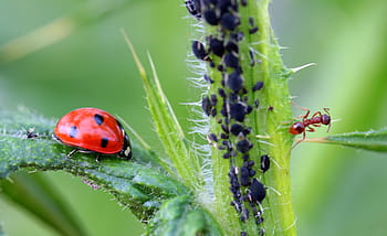 slunéčko sedmitečné, hnědý, mravenec, brouk, coccinellidae, hmyz, Příroda, Červené, bodů, malý, štěstí kouzlo