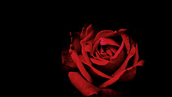 red, rose, flower, black, background, petal, roses, dark, rose - Flower, nature, romance