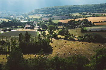 verde, erba, pianta, alberi, campo, azienda agricola, rurale, strada, sentiero, case, natura