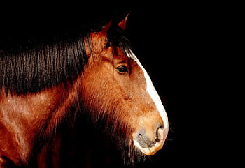 hnědý, Černá, malování koní, shire horse, kůň, portrét, Krásná, zvíře, fotografování divoké zvěře, živočišného světa, zvířecí portrét