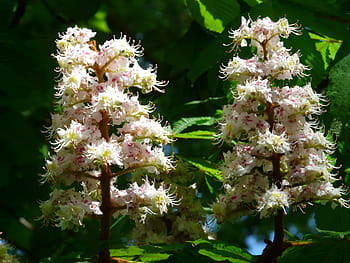obyčejné rosskastanie, Kaštan, květiny, květenství, strom, listy, bílý, květ, květinová plnost, aesculus hippocastanum, společné rosskastanie