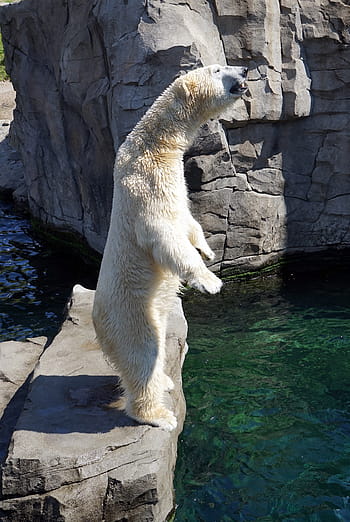 polar, bear, standing, gray, stone, body, water, polar bear, white bear, predator, zoo